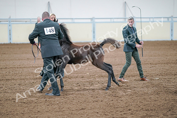 2020 - AB Morgan Horse - Fri, Sept 04 - 06211