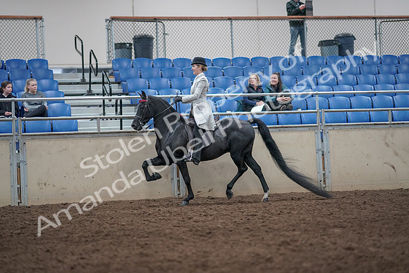 2019 Morgan Horse Show - Aug 31, 2019 - 09232