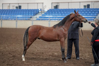 2019 Morgan Horse Show - Aug 31, 2019 - 00141