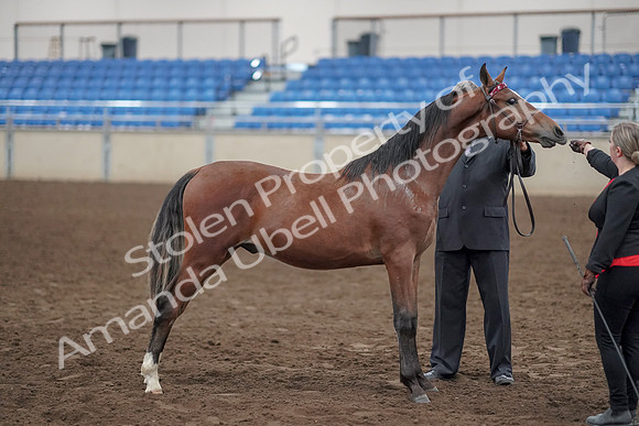 2019 Morgan Horse Show - Aug 31, 2019 - 00141