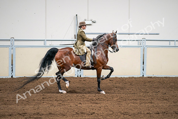 2020 - AB Morgan Horse - Sat, Sept 05 - 08214
