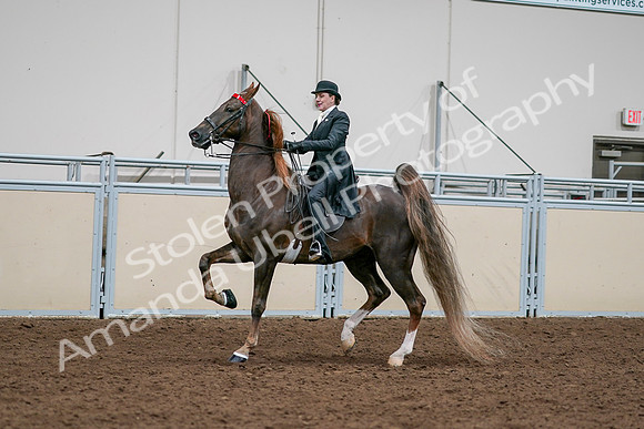 2020 - AB Morgan Horse - Sat, Sept 05 - 13115