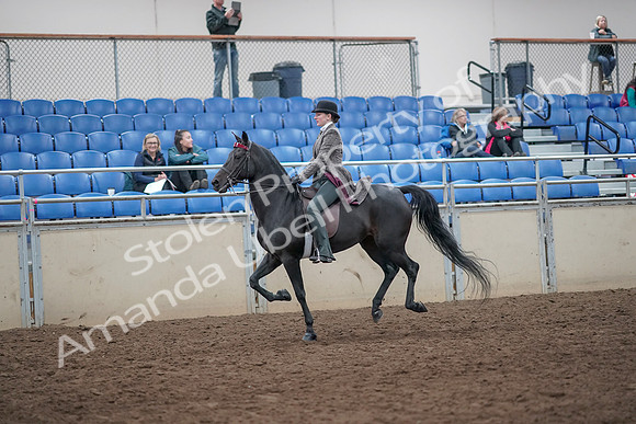 2019 Morgan Horse Show - Aug 31, 2019 - 09468