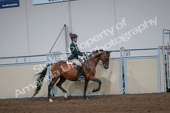 2020 - AB Morgan Horse - Fri, Sept 04 - 06009