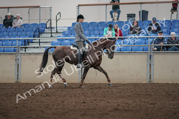 2019 Morgan Horse Show - Aug 31, 2019 - 07428