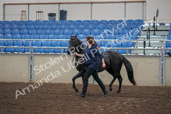 2019 Morgan Horse Show - Aug 31, 2019 - 00509