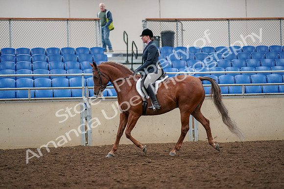 2019 Morgan Horse Show - Aug 30, 2019 - 22220