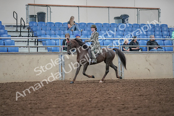 2019 Morgan Horse Show - Aug 30, 2019 - 15511