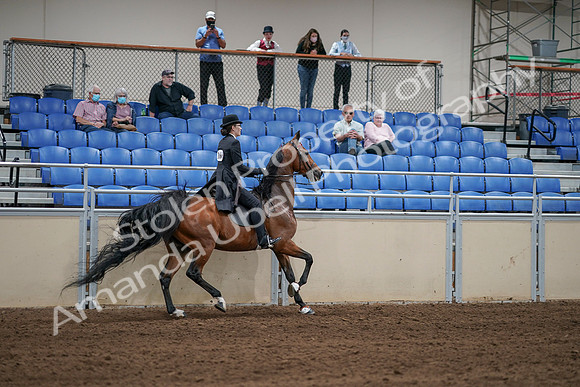 2020 - AB Morgan Horse - Sat, Sept 05 - 06829