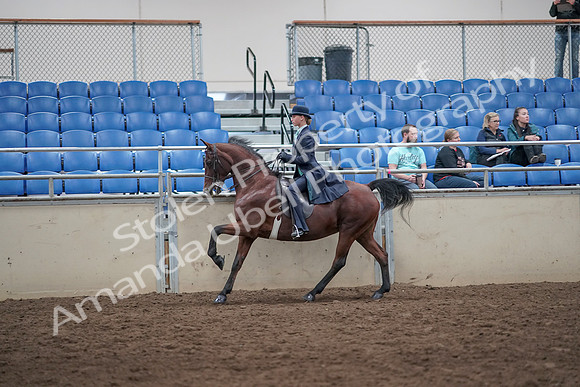 2019 Morgan Horse Show - Aug 31, 2019 - 08766