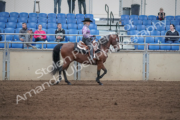 2019 Morgan Horse Show - Sept 01, 2019 - 07073