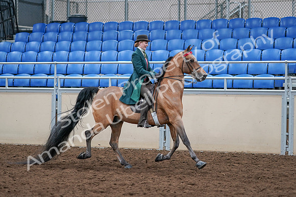 2020 - AB Morgan Horse - Sat, Sept 05 - 13879