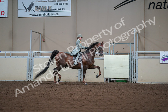 2019 Morgan Horse Show - Aug 30, 2019 - 17929