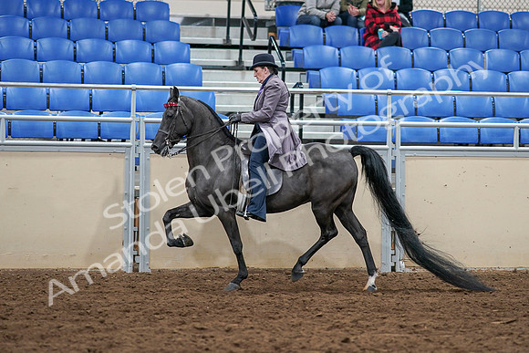 2020 - AB Morgan Horse - Sat, Sept 05 - 13615