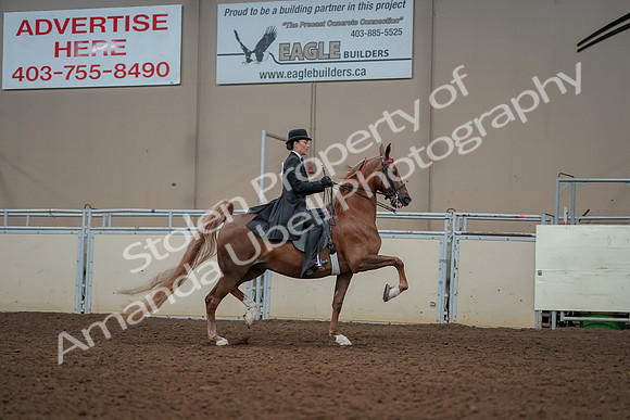 2019 Morgan Horse Show - Aug 30, 2019 - 25281