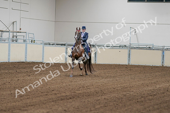 2020 - AB Morgan Horse - Fri, Sept 04 - 08146