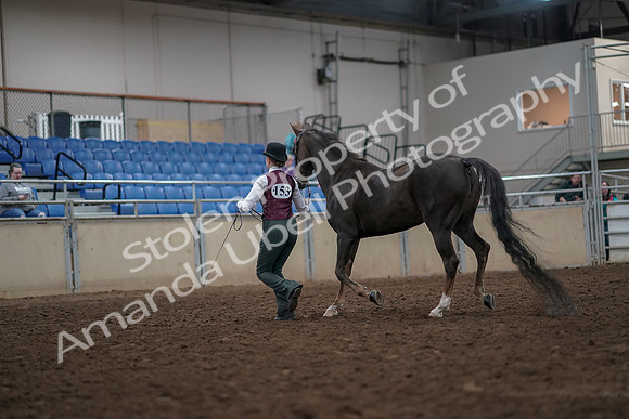2019 Morgan Horse Show - Aug 31, 2019 - 02016