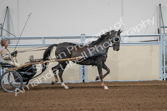 2020 - AB Morgan Horse - Sat, Sept 05 - 05897