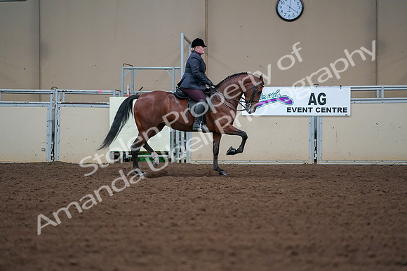 2019 Morgan Horse Show - Aug 30, 2019 - 20696