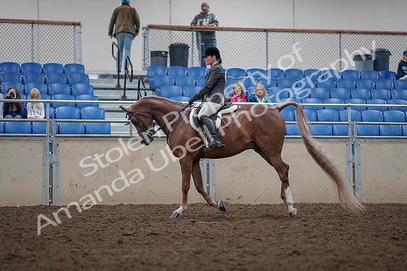 2019 Morgan Horse Show - Aug 31, 2019 - 16007