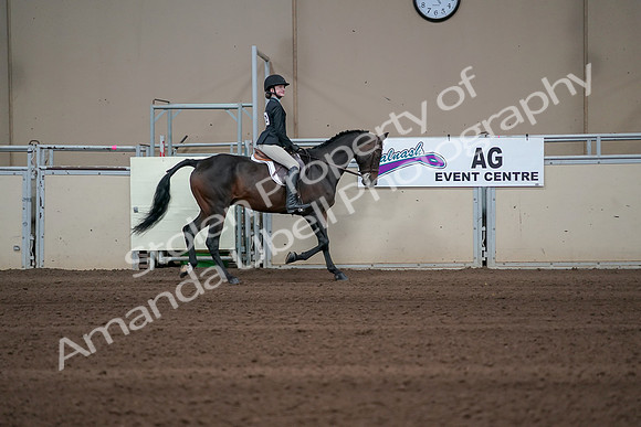 2019 Morgan Horse Show - Sept 01, 2019 - 03805