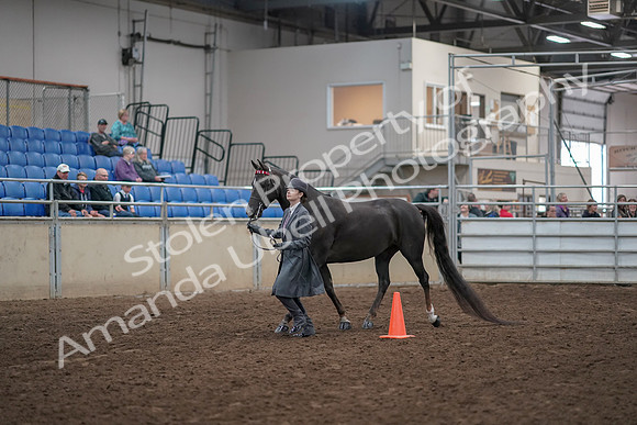 2019 Morgan Horse Show - Aug 31, 2019 - 02100