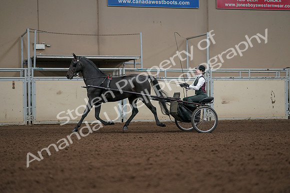 2019 Morgan Horse Show - Aug 31, 2019 - 04658