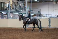 2020 - AB Morgan Horse - Fri, Sept 04 - 01985
