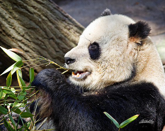 Zoo - 005