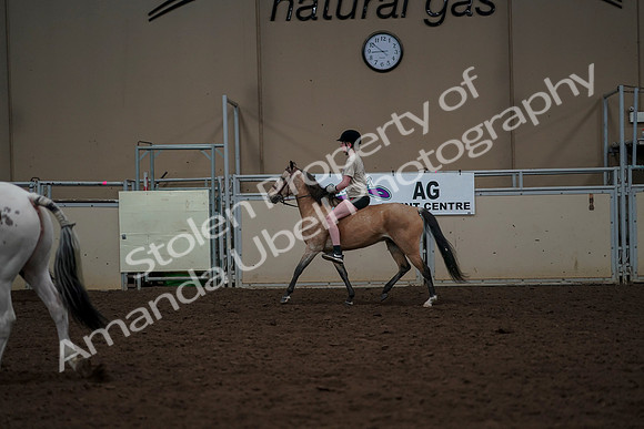 2019 Morgan Horse Show - Aug 30, 2019 - 31170