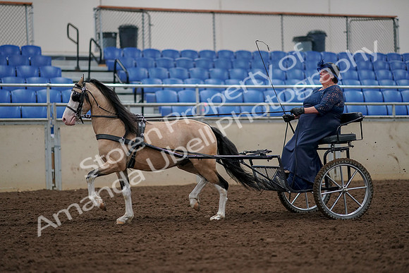 2019 Morgan Horse Show - Aug 30, 2019 - 13214