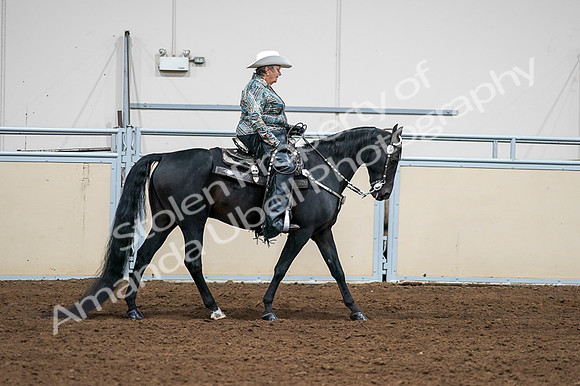 2020 - AB Morgan Horse - Fri, Sept 04 - 03544