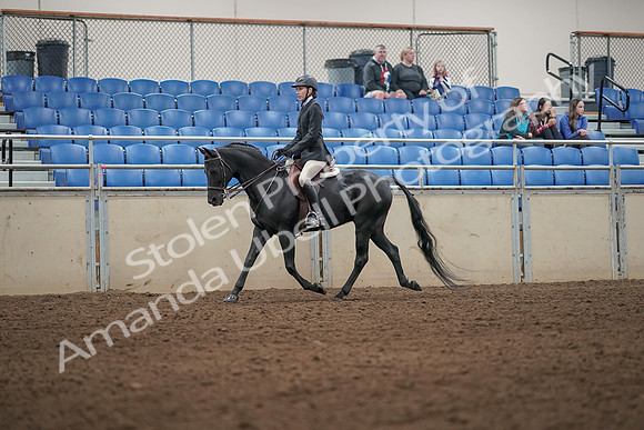 2019 Morgan Horse Show - Aug 31, 2019 - 04911