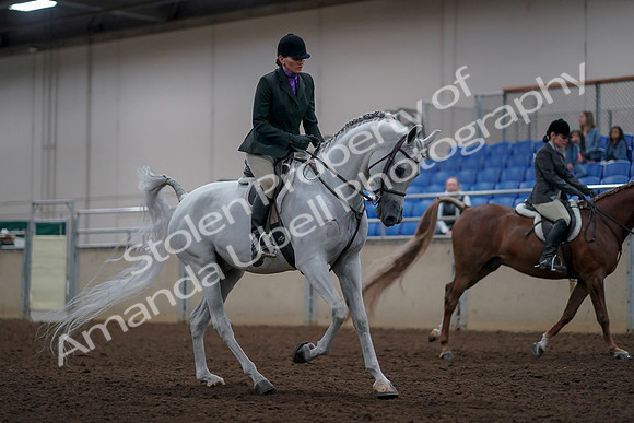 2019 Morgan Horse Show - Aug 31, 2019 - 16114