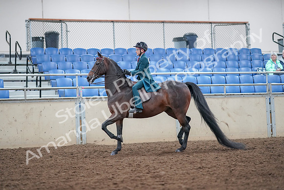 2019 Morgan Horse Show - Aug 30, 2019 - 17849