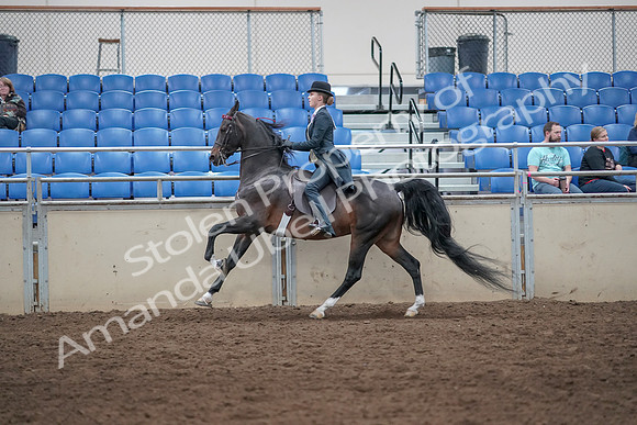 2019 Morgan Horse Show - Aug 31, 2019 - 08787
