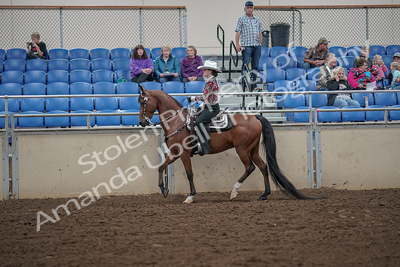 2019 Morgan Horse Show - Aug 30, 2019 - 25919