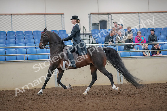 2019 Morgan Horse Show - Aug 30, 2019 - 25018
