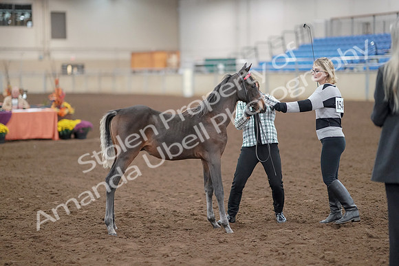 2019 Morgan Horse Show - Aug 30, 2019 - 24866