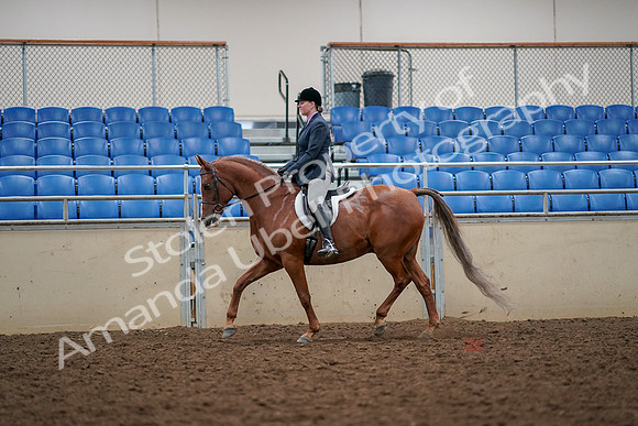 2019 Morgan Horse Show - Aug 30, 2019 - 22309