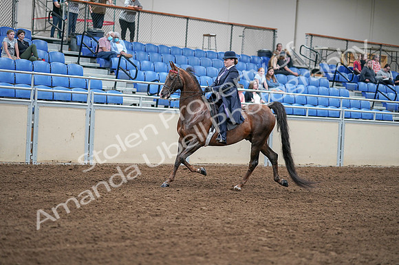 2020 - AB Morgan Horse - Fri, Sept 04 - 07891