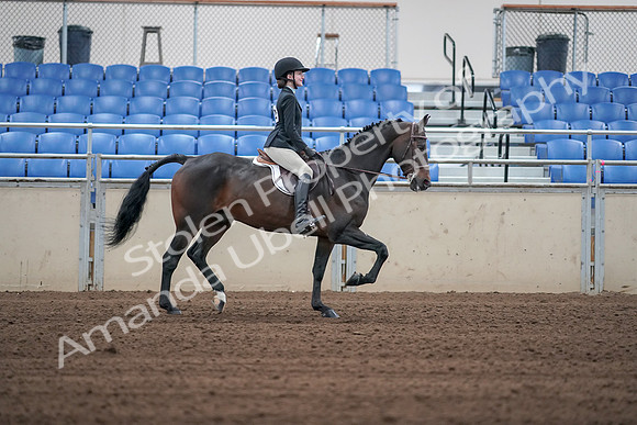 2019 Morgan Horse Show - Sept 01, 2019 - 03832