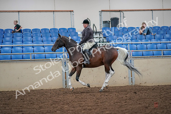 2019 Morgan Horse Show - Aug 30, 2019 - 16343