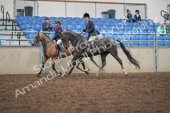 2019 Morgan Horse Show - Aug 30, 2019 - 20212