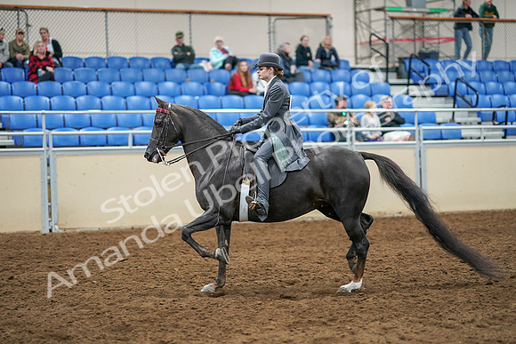 2020 - AB Morgan Horse - Sat, Sept 05 - 13579