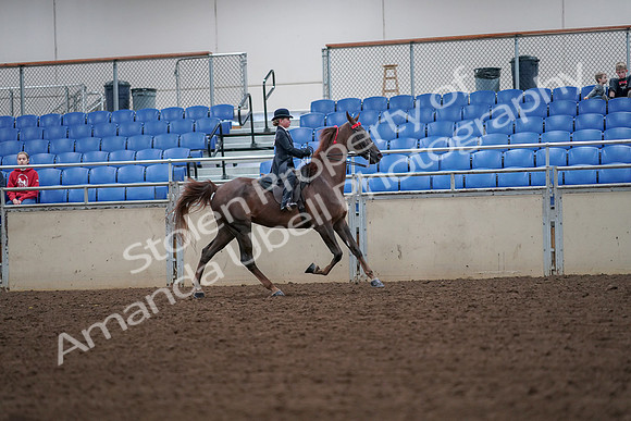 2019 Morgan Horse Show - Aug 30, 2019 - 18050