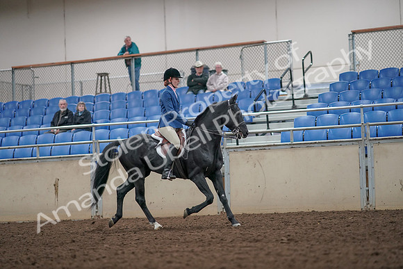 2019 Morgan Horse Show - Aug 31, 2019 - 07463