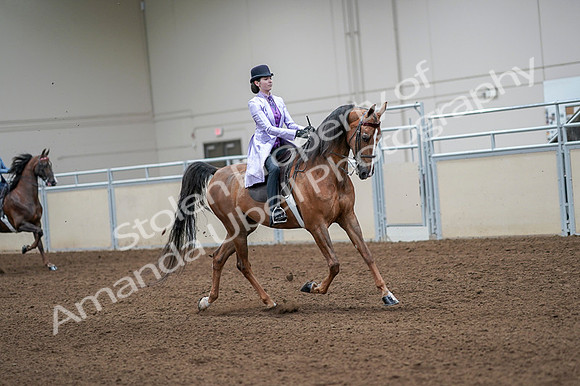 2020 - AB Morgan Horse - Fri, Sept 04 - 05161