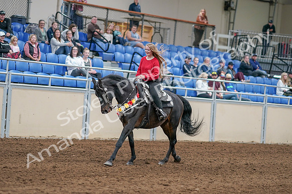 2020 - AB Morgan Horse - Sat, Sept 05 - 10448