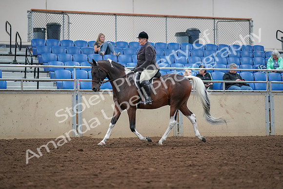 2019 Morgan Horse Show - Aug 30, 2019 - 16026